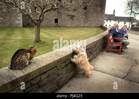 Un chien Scottie tire sur sa laisse pour parvenir à un chat tigré assis sur un mur en dessous du château, MacClellan Kirkcudbright, SW de l'Écosse. Les propriétaires du chien regarder et sourire Banque D'Images