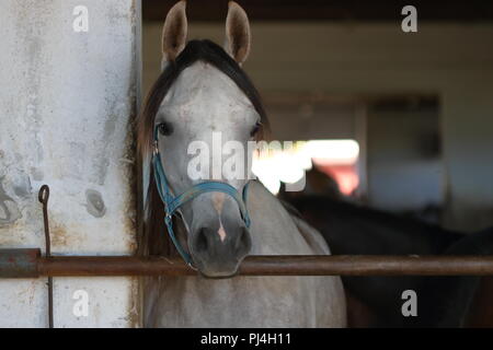 Grey Horse race arabe au stand de porte ouverte, stable en arrière-plan d'autres chevaux à l'intérieur in soft focus. Banque D'Images