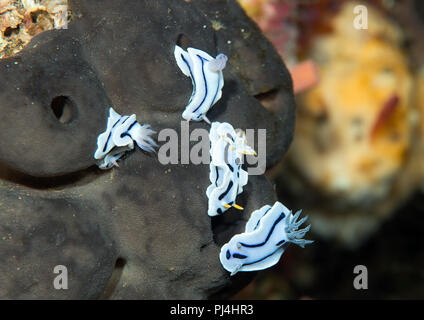 Nudibranches, Chrododoris Chrododoris,Willani Lochi , Chrododoris Dianae de ramper sur un rocher de Bali, Indonésie Banque D'Images