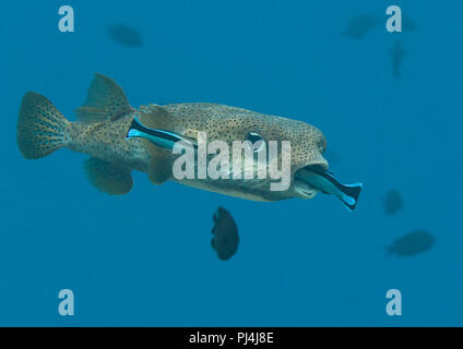 Le porc-épic diodon hystrix (poisson-globe) nettoyées par deux poissons nettoyeur (Labroides dimidiatus) à la station de nettoyage , Bali, Indonésie Banque D'Images