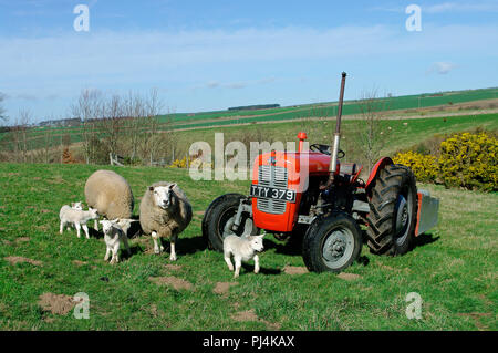 Tracteur Massey Ferguson MF35 Banque D'Images