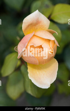 Gros plan sur la rose des abricots - Rosa 'Jude l'Obscure' dans un jardin anglais, Royaume-Uni Banque D'Images