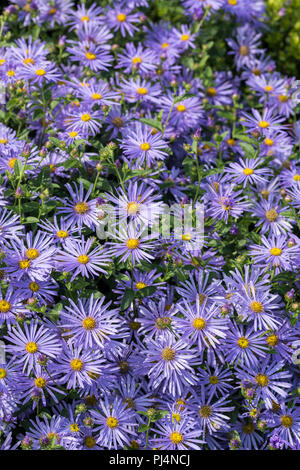 Close up de bleu / violet Michaelmas daisies en fleur Banque D'Images