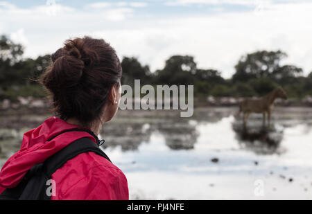 Jeune fille à la recherche de pâturage de chevaux sauvages de l'herbe dans la Giara di Gesturi, Sardaigne, Italie, Europe Banque D'Images