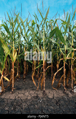 Cornfield et mudcracked terre sèche, la sécheresse sur les terres agricoles de la saison a une incidence sur la récolte de maïs à rendement Banque D'Images