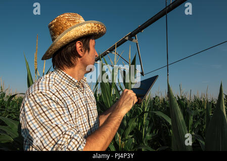 L'agriculteur concerné grave using tablet computer in cornfield avec système d'irrigation hors service pendant chaude journée d'été Banque D'Images