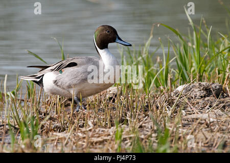 Les Canards pilets (Anas acuta) Canard pilet Banque D'Images