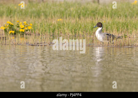 Les Canards pilets (Anas acuta) Canard pilet Banque D'Images