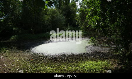 Newbold Comyn Country Park, Royaume-Uni Banque D'Images