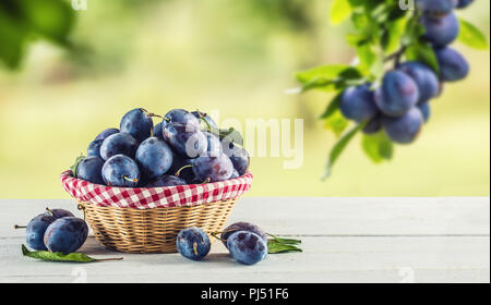 Les prunes mûres sucrées dans panier sur table de jardin. Banque D'Images