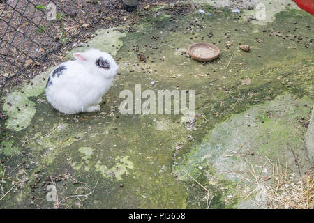 Fluffy mignon lapin blanc assis sur le sol en close up Banque D'Images