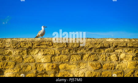 Seagull sur un mur Banque D'Images