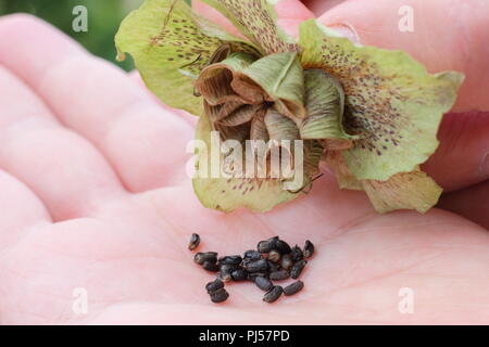 Helleborus hybridus. La collecte de l'hellébore jardinier graines d'une tête de fleurs séchées en été, UK Banque D'Images