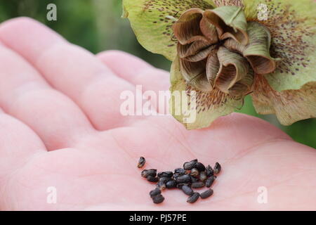 Helleborus hybridus. La collecte de l'hellébore jardinier graines d'une tête de fleurs séchées en été, UK Banque D'Images