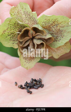 Helleborus hybridus. La collecte de l'hellébore jardinier graines d'une tête de fleurs séchées en été, UK Banque D'Images