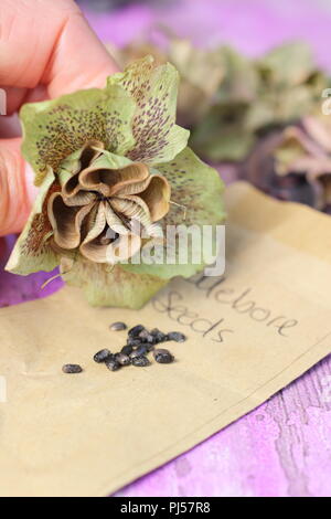 Helleborus hybridus. La collecte de l'hellébore jardinier graines d'une tête de fleurs séchées en été, UK Banque D'Images