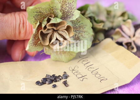 Helleborus hybridus. La collecte de l'hellébore jardinier graines d'une tête de fleurs séchées en été, UK Banque D'Images