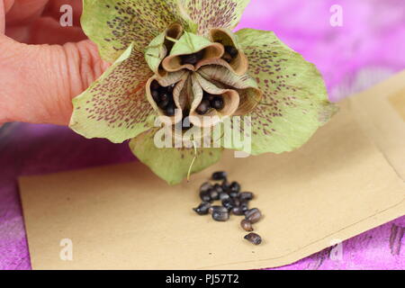 Helleborus hybridus. La collecte de l'hellébore jardinier graines d'une tête de fleurs séchées en été, UK Banque D'Images