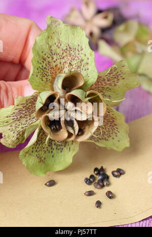 Helleborus hybridus. La collecte de l'hellébore jardinier graines d'une tête de fleurs séchées en été, UK Banque D'Images