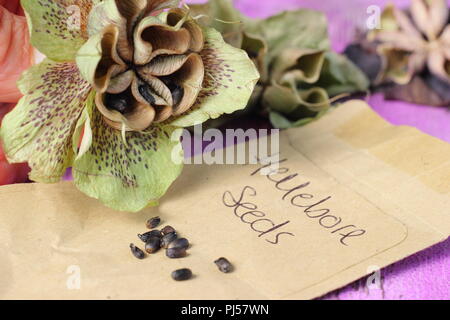 Helleborus hybridus. La collecte de l'hellébore jardinier graines d'une tête de fleurs séchées en été, UK Banque D'Images