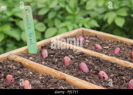 Phaseolus coccineus. Semer haricot d 'Enorma' graines dans un bac de semences en bois, UK Banque D'Images