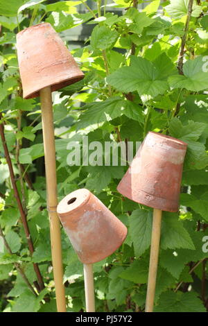 Toppers de canne. Petits pots d'argile sur le sommet de cannes de bambou pour aider à prévenir les dommages d'oeil dans le jardin Banque D'Images