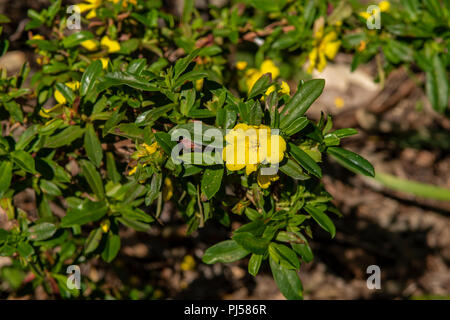 Hibbertia cuneiformis, Cut-leaf Hibbertia Banque D'Images