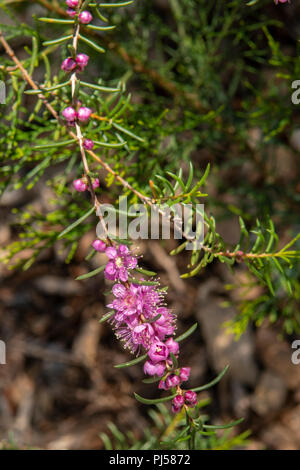 Hypocalymma robustum, Swan River Myrtle Banque D'Images