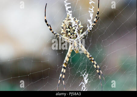 Une terrible araignée venimeuse Argiope lobata une femme assis à côté du fils de leur site web avant l'accouplement Banque D'Images