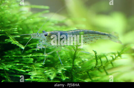 Crevettes Amano nommé d'après le célèbre aquariophile Japonais Takashi Amano Banque D'Images