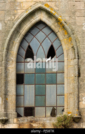 Langogne, pigeons sur un vitrail d'église, la Lozère, l'Occitanie, la France, l'Euorpe Banque D'Images