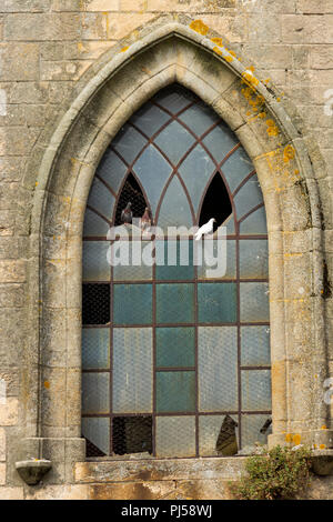 Langogne, pigeons sur un vitrail d'église, la Lozère, l'Occitanie, la France, l'Euorpe Banque D'Images