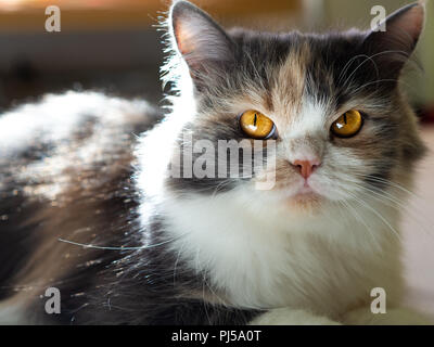 Fluffy tricolor blanc-gris-brun avec des yeux de chat jaune brillant couché sur le lit et regardant la caméra Banque D'Images