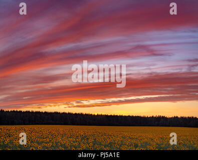 Photo panoramique de coucher du soleil à le domaine de la floraison des tournesols, violet vif dans le ciel du soir d'été, forêt profonde à l'horizon Banque D'Images