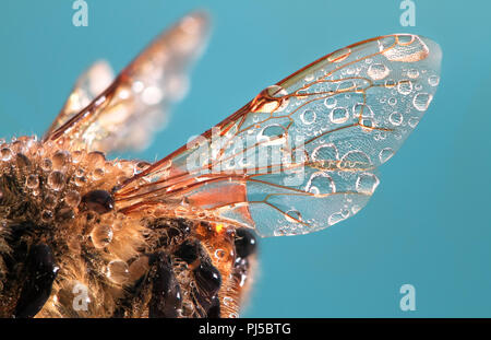 L'aile d'une'abeille à miel (Apis mellifera) avec dewdrops de près. Banque D'Images