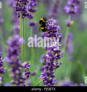 White-tailed bumblebee bagués sur fleur de lavande. Probablement un jardin bourdon (Bombus hortorum) sur une fleur de Lavande Anglaise. L. angustifolia. Banque D'Images