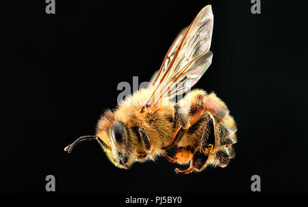 Profil à côté d'un fort taux d'abeille à miel (Apis mellifera). Banque D'Images