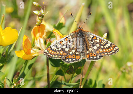 Marsh Fritillary butterfly (Euphydryas aurinia) perché sur le lotier corniculé en tourbière. Tipperary, Irlande Banque D'Images