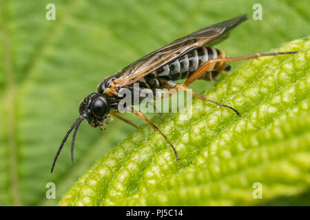 La tenthrède du Strongylogaster multifasciata au repos sur la feuille. Tipperary, Irlande Banque D'Images