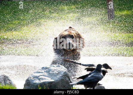 Un adulte brown bear (Ursus arctos horribilis) secoue l'eau qui sort d'un étang. Banque D'Images