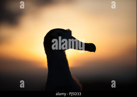 Albatros hurleur (Diomedia exulans) chick silhouetté contre le soleil couchant, l'île Bird, Géorgie du Sud Banque D'Images