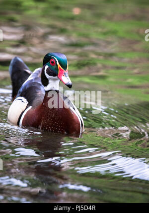 Un homme adulte Canard branchu (Aix sponsa) nage dans un étang près de Portland, Oregon. Banque D'Images