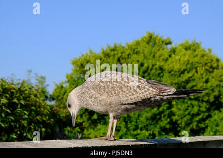 L'envol des Goélands argentés nouvellement européenne regardant vers le bas sur le bord du parapet au petit matin Banque D'Images