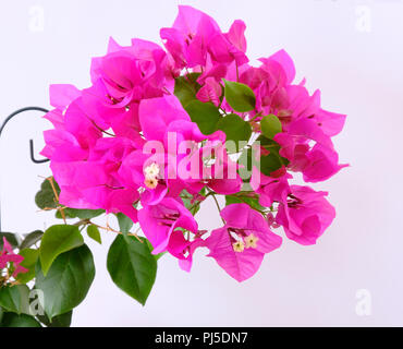 Bractées de bougainvillées rose profond contre un arrière-plan uni, blanc Banque D'Images