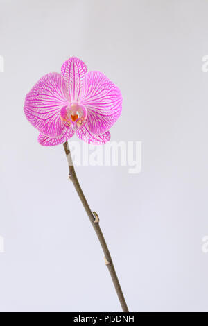 Orchidée Phalaenopsis fleur unique contre un arrière-plan uni, blanc Banque D'Images