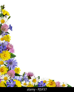 Fleurs sauvages dans un arrangement de coin isolé sur fond blanc. Banque D'Images