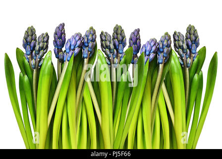 Jacinthe bleu et vert les fleurs et les feuilles dans un poste isolé sur fond blanc Banque D'Images