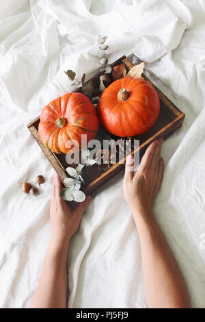 Lit d'automne de la vie encore. Composition de femme hands holding plateau en bois avec des citrouilles, des feuilles d'eucalyptus et des pommes de pin. Drap de lit en lin blanc backgrou Banque D'Images