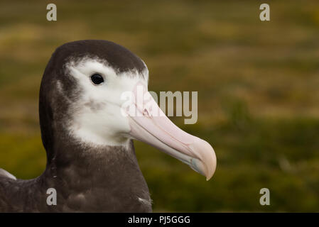 Un jeune albatros hurleur (Diomedia exulans sur Bird Island, Géorgie du Sud, sub-antarctiques Banque D'Images