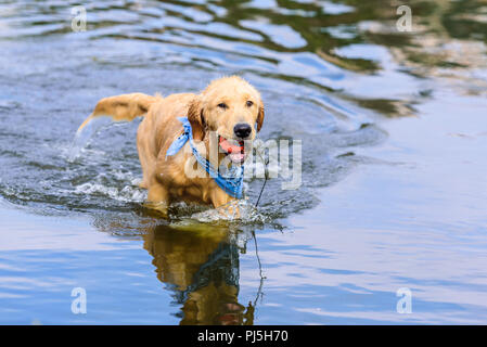 Laguna Niguel, CA. Golden retreiver puppy playing et nager à Laguna Niguel Regional Park à Orange County, CA le jour de la fête du Travail, le 3 septembre 2018. Cr Banque D'Images